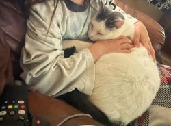 Lost Male Cat last seen Rosy Cloud and Poppy Sands, First lost on Sweet Pea Run, San Antonio, TX 78245