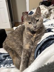 Lost Female Cat last seen Providence and Rea Rd, Charlotte, NC 28226