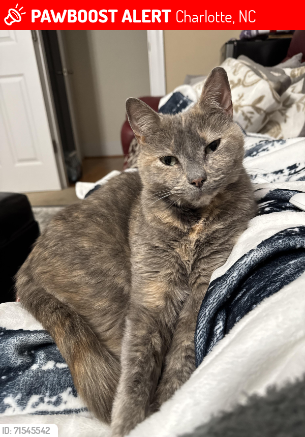 Lost Female Cat last seen Providence and Rea Rd, Charlotte, NC 28226