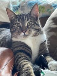 Lost Male Cat last seen Erickson and Menlo, Beaverton, OR 97005