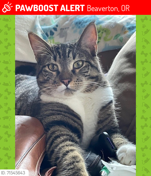 Lost Male Cat last seen Erickson and Menlo, Beaverton, OR 97005