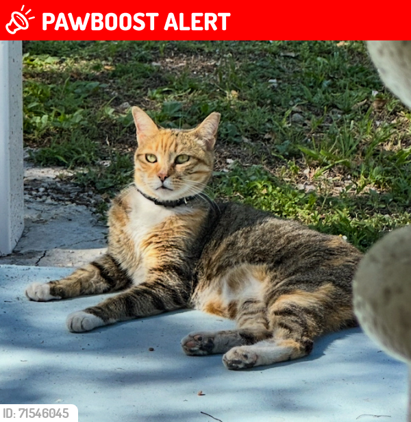 Lost Female Cat last seen Victory Park Pool, Fulford Fountain , North Miami Beach, FL 33162