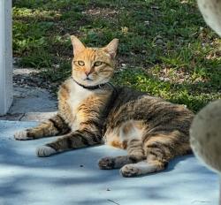 Lost Female Cat last seen Victory Park Pool, Fulford Fountain , North Miami Beach, FL 33162