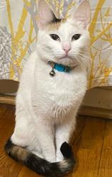 Lost Female Cat last seen Melrose Ave., Trenton, NJ 08629