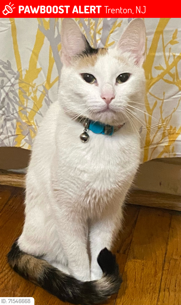 Lost Female Cat last seen Melrose Ave., Trenton, NJ 08629