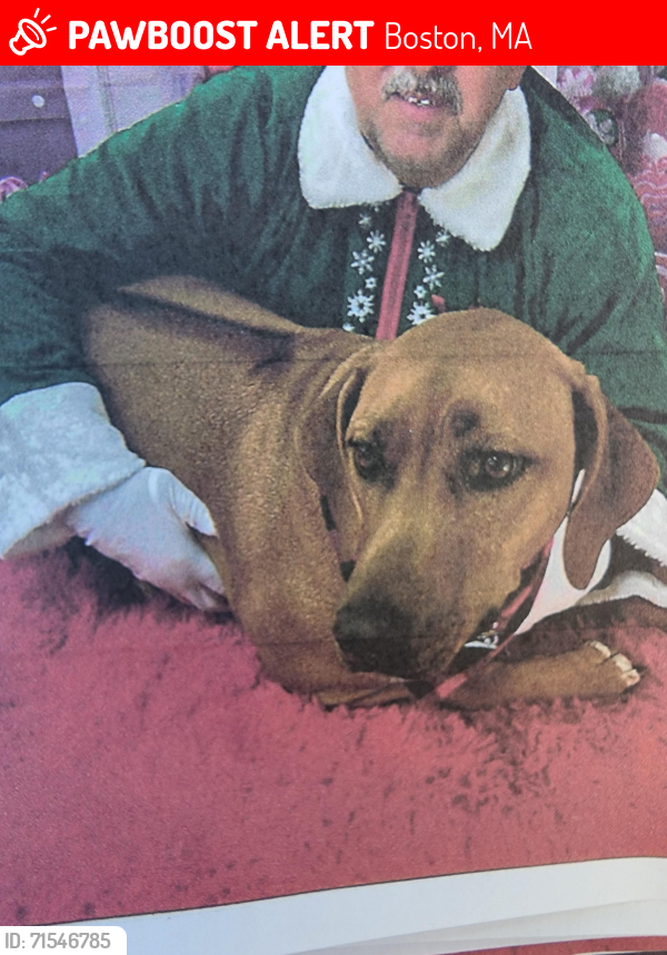 Lost Female Dog last seen Billings field west roxbury, Boston, MA 02132