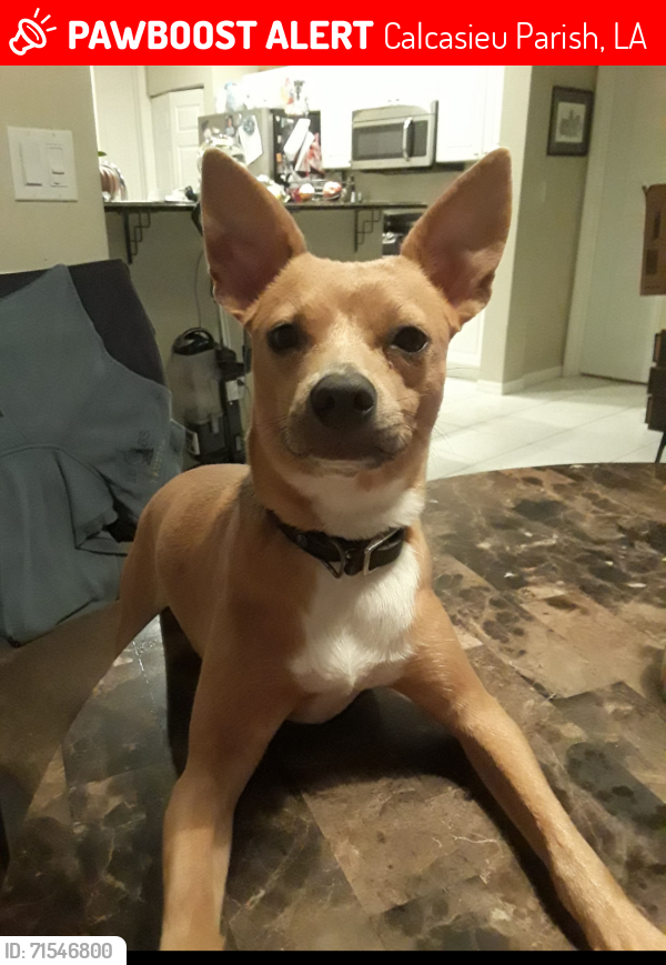 Lost Male Dog last seen Animal control , Calcasieu Parish, LA 70663