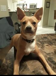 Lost Male Dog last seen Animal control , Calcasieu Parish, LA 70663