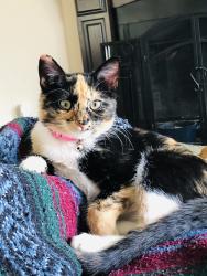 Lost Female Cat last seen Memorial and Harrah Rd, Luther, OK 73054