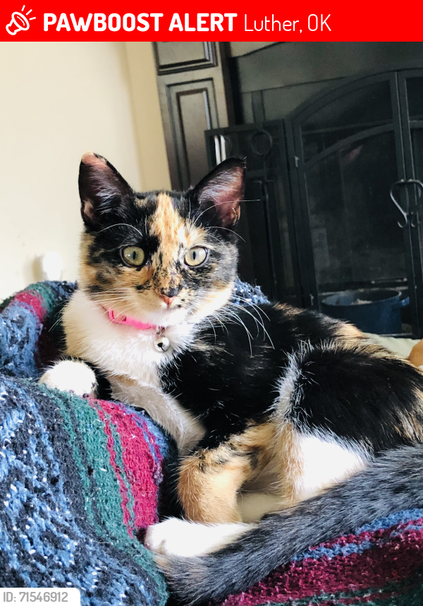 Lost Female Cat last seen Memorial and Harrah Rd, Luther, OK 73054