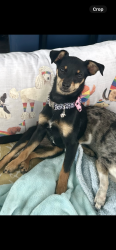 Lost Female Dog last seen Mckean drive, Smyrna, TN 37167