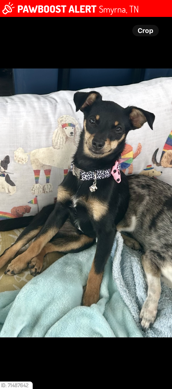 Lost Female Dog last seen Mckean drive, Smyrna, TN 37167