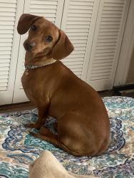 Lost Female Dog last seen Hwy. 226 & Barbee Rd, Shelby, NC 28150