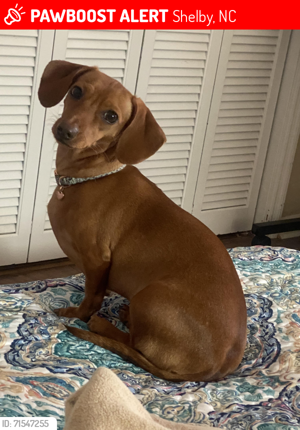 Lost Female Dog last seen Hwy. 226 & Barbee Rd, Shelby, NC 28150