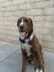 Reunited Male Dog last seen Near, Santa Ana, CA 92701