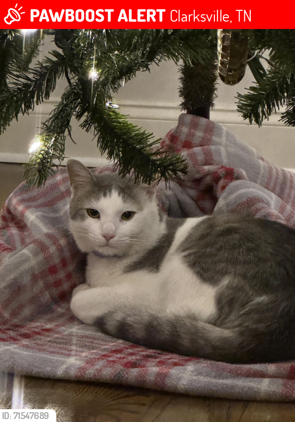Lost Male Cat last seen Lock B N and River Hills Drive, Clarksville, TN 37043