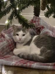 Lost Male Cat last seen Lock B N and River Hills Drive, Clarksville, TN 37043