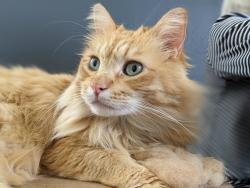Reunited Male Cat last seen Alder Crossing apmts, by the mailboxes out front, Portland, OR 97233