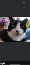 Lost Female Cat last seen Kimesville rd area, Liberty, NC 27298