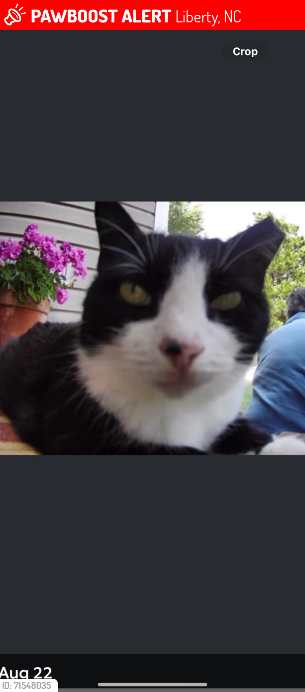 Lost Female Cat last seen Kimesville rd area, Liberty, NC 27298