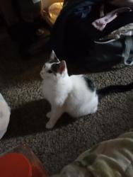 Lost Female Cat last seen Cedarcrest Ave sw, Massillon, OH 44646