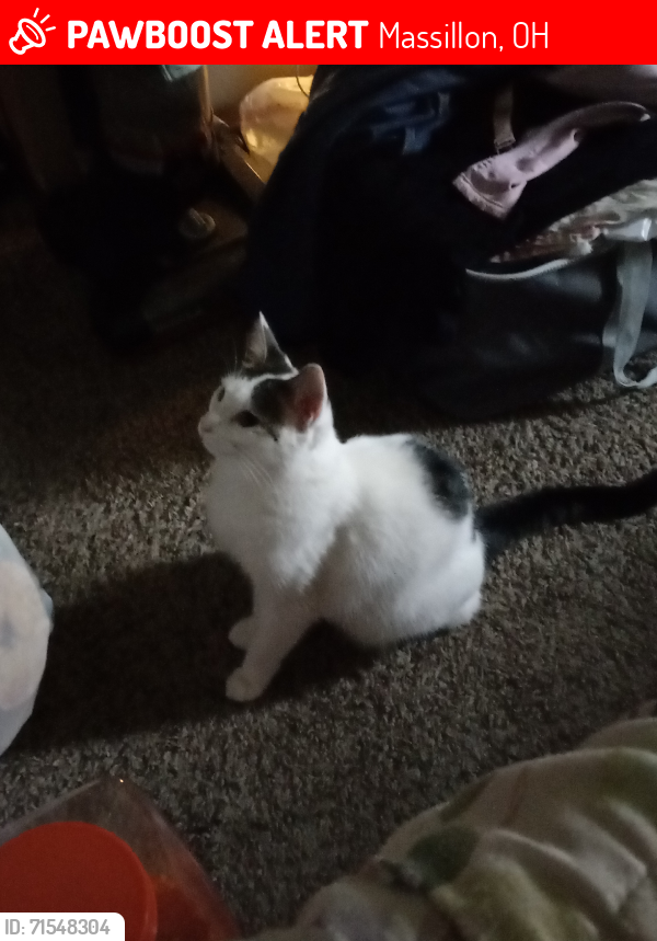 Lost Female Cat last seen Cedarcrest Ave sw, Massillon, OH 44646