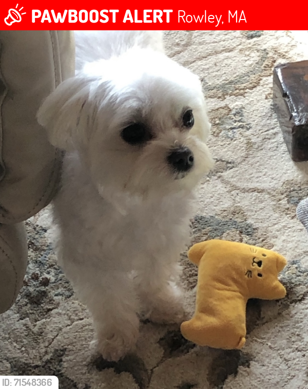 Lost Male Dog last seen Rowley MA, Rowley, MA 01969