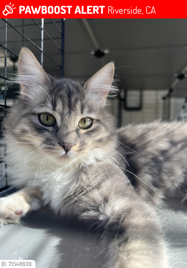 Riverside, CA Lost Female Cat, Hera Is Missing | PawBoost