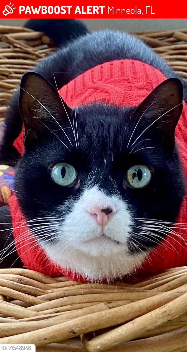 Lost Male Cat last seen Blackjack Ridge Street and Chateau Circle, Minneola, FL 34715
