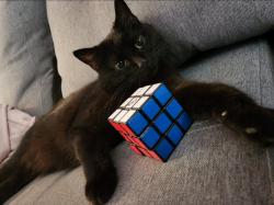 Lost Female Cat last seen 41st avenue, Lachine, Montréal, QC H8T 1T8