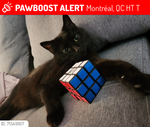 Lost Female Cat last seen 41st avenue, Lachine, Montréal, QC H8T 1T8