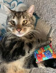 Lost Male Cat last seen West Chestnut St and Hunsberger Lane, Souderton, PA 18964