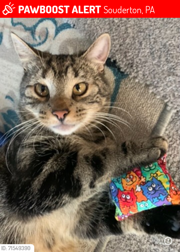 Lost Male Cat last seen West Chestnut St and Hunsberger Lane, Souderton, PA 18964