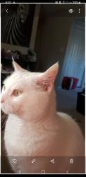 Lost Female Cat last seen Hyde park, Decatur, IL 62521