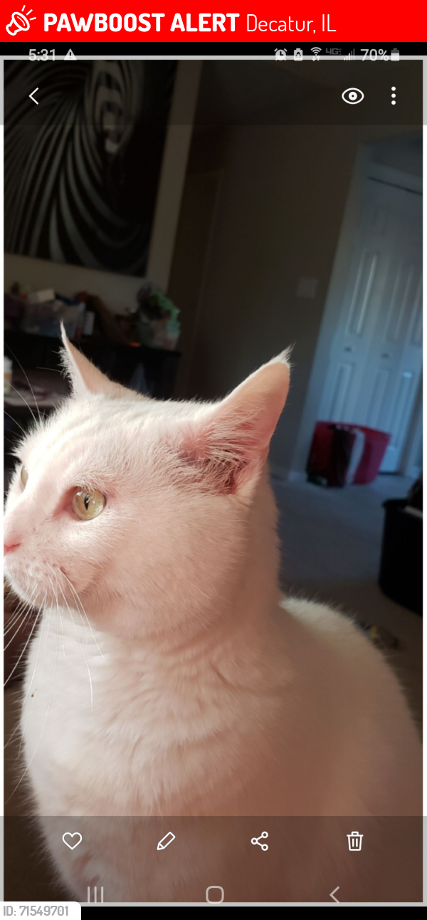 Lost Female Cat last seen Hyde park, Decatur, IL 62521