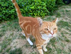 Lost Male Cat last seen Canyons between Coach Rd and Colt Rd, Rancho Palos Verdes 90275, Rancho Palos Verdes, CA 90275