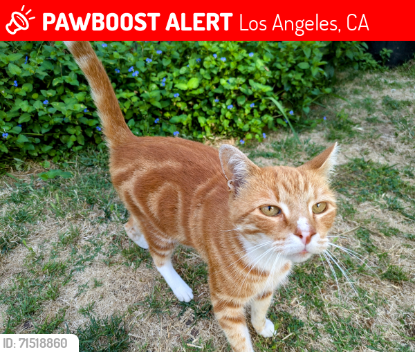 Lost Male Cat last seen Canyons between Coach Rd and Colt Rd, Rancho Palos Verdes 90275, Rancho Palos Verdes, CA 90275