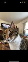 Lost Female Cat last seen Lancaster Avenue and Wollam Road, Reynoldsburg, OH 43068