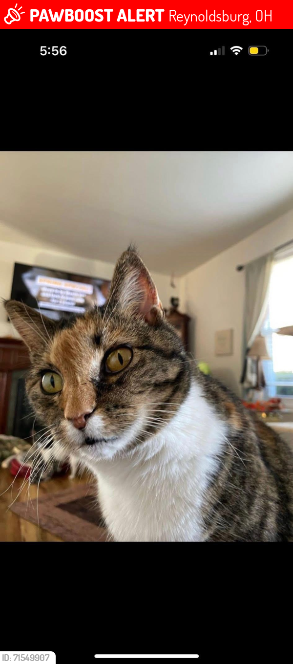 Lost Female Cat last seen Lancaster Avenue and Wollam Road, Reynoldsburg, OH 43068