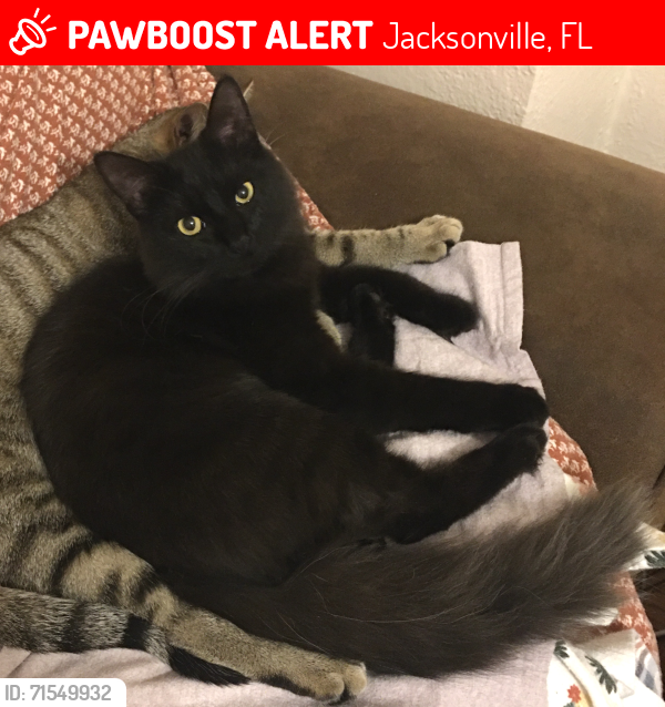 Lost Female Cat last seen Dundee Rd, Jacksonville, FL 32210