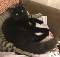 Lost Female Cat last seen Dundee Rd, Jacksonville, FL 32210