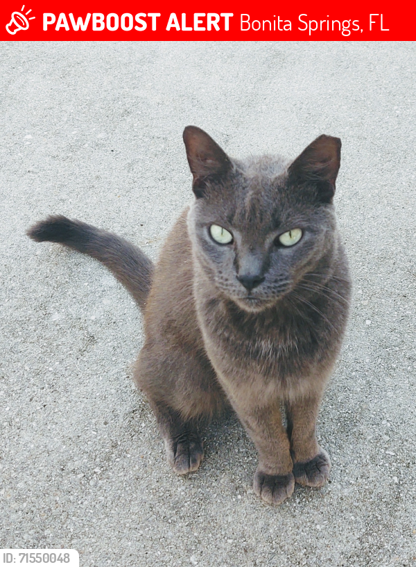 Lost Male Cat last seen Trost Blvd and Morton , Bonita Springs, FL 34135