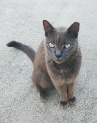 Lost Male Cat last seen Trost Blvd and Morton , Bonita Springs, FL 34135