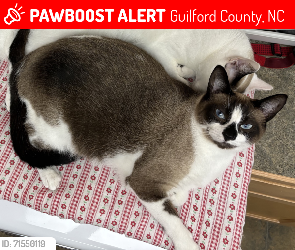 Lost Male Cat last seen Yanceyville Street, Hillcroft Road, Guilford County, NC 27214