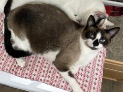 Lost Male Cat last seen Yanceyville Street, Hillcroft Road, Guilford County, NC 27214