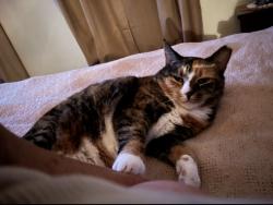 Lost Female Cat last seen Dollar General apmt next , Blue Ridge Summit, PA 17214