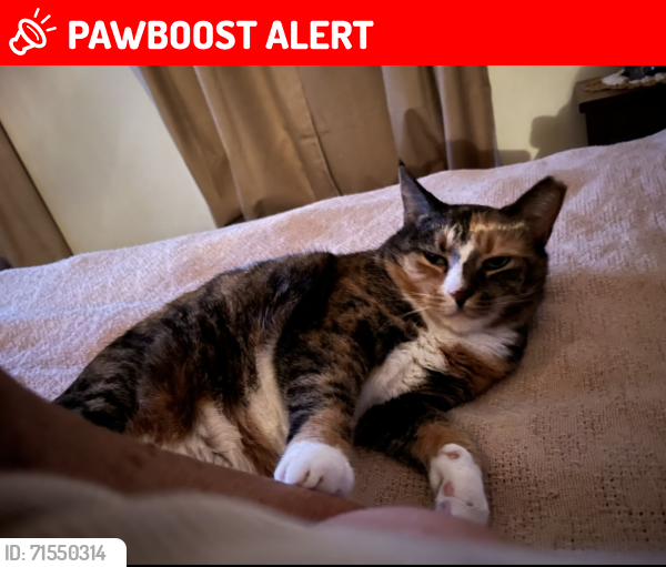 Lost Female Cat last seen Dollar General apmt next , Blue Ridge Summit, PA 17214