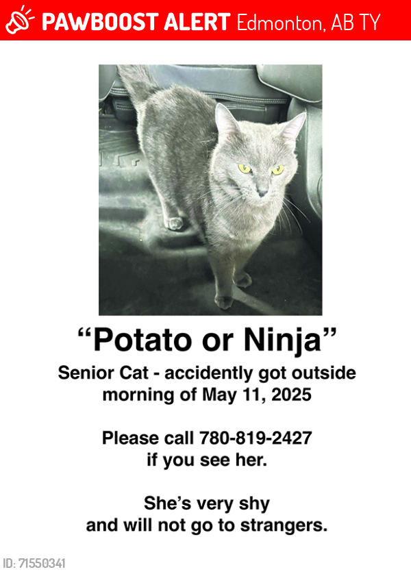 Lost Female Cat last seen Near ave crystallina, Edmonton, AB T5Y