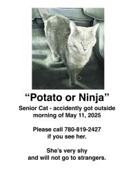 Lost Female Cat last seen Near ave crystallina , Edmonton, AB T5Y