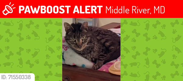 Lost Male Cat last seen Cunninghill Cove Road & Cunning Circle, Middle River, MD 21220
